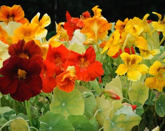 Whirlybird Nasturtium Seeds, Dwarf Mix Nasturtiums, 50 Seeds // Non-GMO, Edible Flowers, tropaeolum nanum