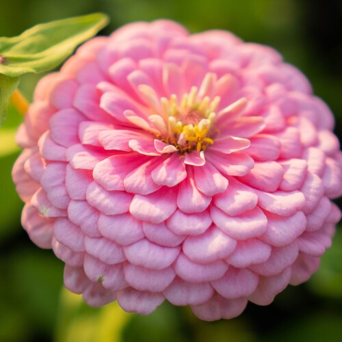Luminosa Zinnia Seeds Light Pink Zinnias 200 Seeds // Zinnia Etsy