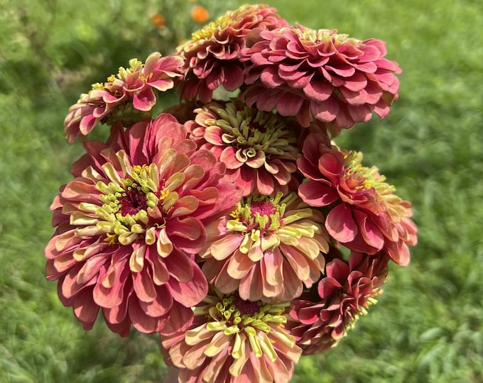 Queen Lime With Blush Zinnia Seeds Etsy