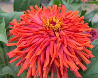 Super Cactus Burpee Rose Zinnia Seeds, 25 Count