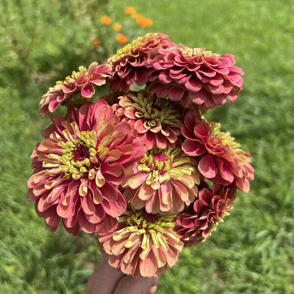 Queeny Lime Red Zinnia Seeds, Pink and Green Queen Series Zinnias, 20 Seeds // Non-GMO, zinnia elegans