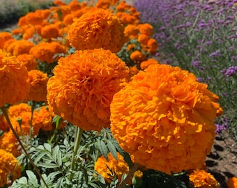 May include: A cluster of vibrant orange marigold flowers with dense, ruffled petals and green serrated leaves. The flowers are in full bloom, showcasing a bright, saturated color palette. The stems are thin and green, supporting the heavy, round flower heads.