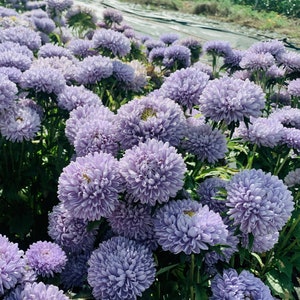 May include: A field of lavender-colored aster flowers in full bloom. The flowers are arranged in a dense cluster, creating a beautiful and vibrant display.