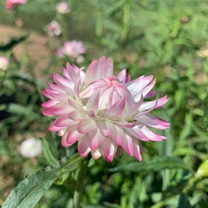 Silvery Rose Strawflower Seeds, Strawflowers, Straw Flower, 50 Seeds // Open Pollinated, Non-GMO, Bracteantha bracteata