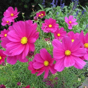 Pink Dazzler Cosmos Seeds // Open Pollinated, Non-GMO, Cosmos bipinnatus