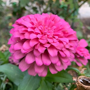 Rose Zinnia Seeds, Rose Pink Zinnias // zinnia elegans