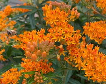 100 Plus Butterfly Milkweed Seeds-Open Pollinated-NON GMO 