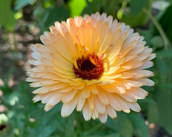 Orange Flash Calendula Seeds, Peachy Copper Toned Double Calendulas // Non-GMO, Calendula officinalis
