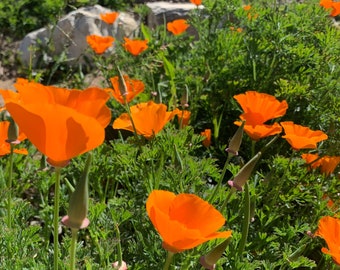 Orange California Poppy Seeds, 1000 Count
