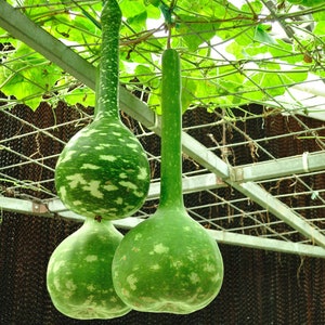 Long Handle Dipper Gourd Seeds // Non-GMO, Lagenaria siceraria