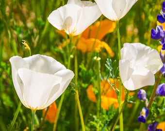 Ivory Castle California Poppy Seeds, 1k Count White Poppies