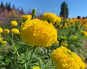 Oriental Yellow F1 Marigold Seeds, Bright Yellow Marigolds, Large Ball Shape // Non-GMO, Tagetes erecta
