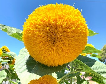 Teddy Bear Sunflower Seeds Exotic Garden Flower Great for Hummingbirds and Butterflies 20 Seeds Sunflower Seeds for Planting Teddy Bear Sunflower Seeds Exotic Garden Flower Great for Hummingbirds and Butterflies 20 Seeds Sunflower Seeds for Planting