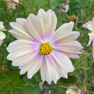 Organic Apricot Lemonade Cosmos Seeds, Bi-color Yellow & Pink Flowers // Organic, Open Pollinated, Non-GMO, cosmos bipinnatus