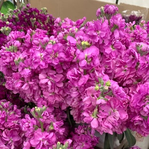 Katz Bright Rose Stock Flower Seeds // Open Pollinated, Non-GMO, Matthiola incana