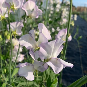 High Scent Sweet Pea Seeds, Sweetpea Flowers // Non-GMO, Lathyrus odoratus