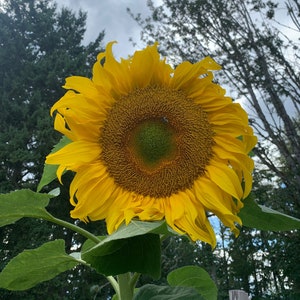 Mammoth Grey Stripe Sunflower Seeds, 12&#39; Tall Huge Single Stem Sunflowers // Non-GMO, helianthus annuus