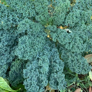 Semillas de col rizada escocesa azul, más de 250 unidades (1 g)