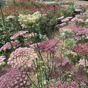Queen Anne&#39;s Lace Seeds, Daucus &#39;Dara&#39; Purple Carrot Flower // Organic, Open Pollinated, Non GMO, Daucus carota