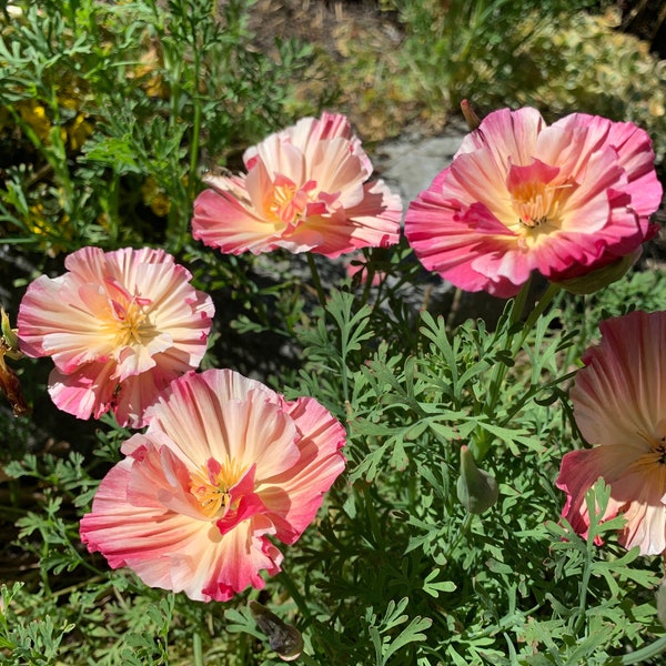 Thai Silk Appleblossom Chiffon Poppy Seeds, Mixed Semi-Double California Poppies, 100 Seeds // Non-GMO, Eschscholzia californica