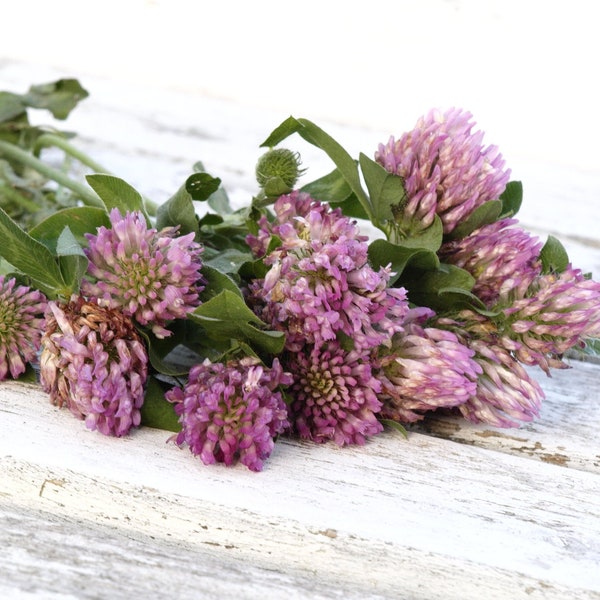 Strawberry Clover Seeds, 1500 Seeds // Non-GMO, trifolium fragiferum