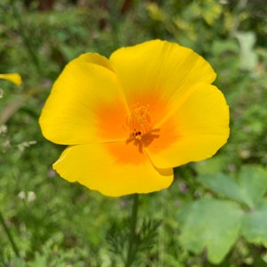 Golden West California Poppy Seeds, Golden Yellow Poppies, 1000+ Flower Seeds // Open Pollinated, Non-GMO, eschscholzia californica