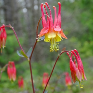 Wild Columbine Flower Seeds, Canadian Columbine, Red Hummingbird Columbines, 350 Seeds // Open Pollinated, Non-GMO, aquilegia canadensis