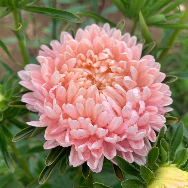 Tower Chamois Aster Seeds, Apricot Pastel Pink Peony Asters // Non-GMO, callistephus chinensis