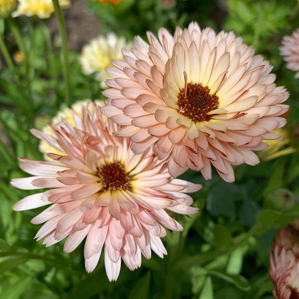 Organic Strawberry Blonde Calendula Seeds, Peach Double Calendulas, 100 Seeds // Organic, Non-GMO, calendula officinalis