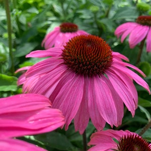 PowWow® Wild Berry Echinacea Seeds, Pink Coneflower // Hybrid, Non-GMO, Echinacea x hybrida