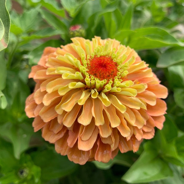 Queeny Lime Orange Zinnia Seeds, Queen Series Zinnias // zinnia elegans