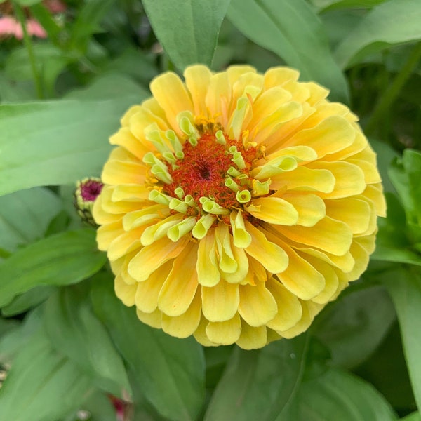 Queeny Lemon Peach Zinnia Seeds, Queen Series Zinnias // Non-GMO, zinnia elegans