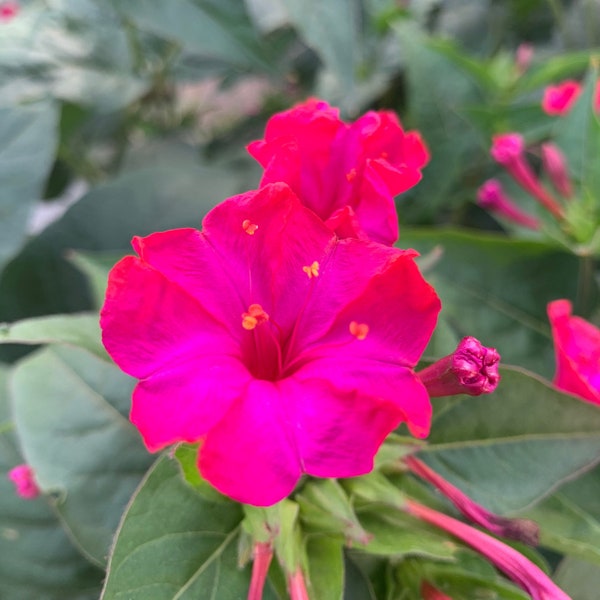 Rose Four O'Clock Seeds, Vibrant Pink 4 O'Clock Marvel of Peru Flowers, 50 Seeds // Non-GMO, Mirabilis jalapa