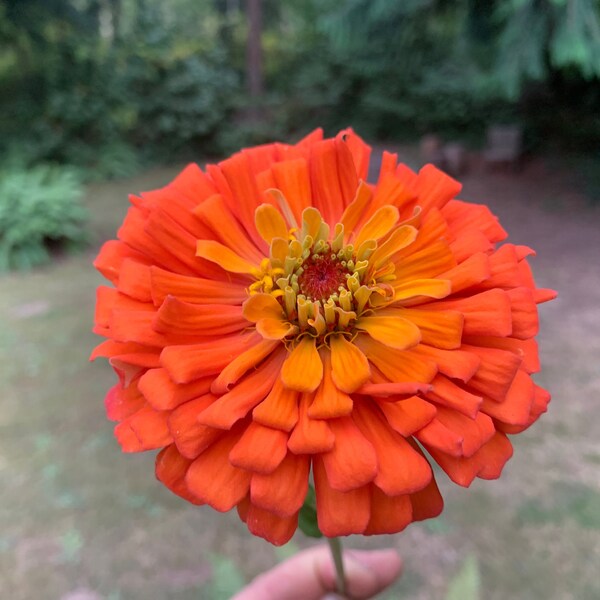 Queeny Pure Orange Zinnia Seeds, Queen Series Zinnias, 20 Seeds // Non-GMO, zinnia elegans