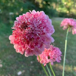 Salmon Rose Scabiosa Seeds, Dusty Pink Pincushion Flower, Mourning Bride // Organic, Heirloom, Non GMO, scabiosa atropurpurea
