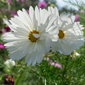 Fizzy White Cosmos Seeds, White Tufted Cosmos Flowers, 30 Seeds // Open Pollinated, Non-GMO, cosmos bipinnatus