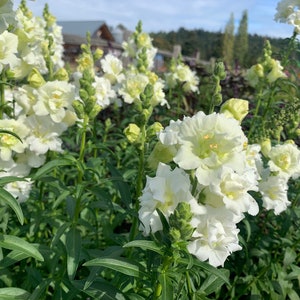 Madame Butterfly Ivory F1 Snapdragon Seeds, 50 Flower Seeds // Open Pollinated, Non-GMO, antirrhinum majus
