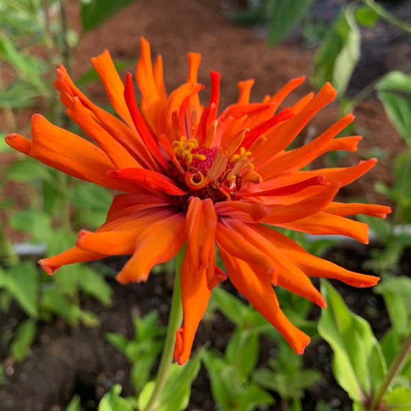 Aztec Senorita Super Cactus Zinnia Seeds, Vibrant Orange Giant Cactus Flowered Zinnias, 30 Seeds // Heirloom, Non-GMO, zinnia elegans