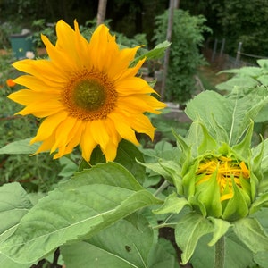 Apricot Daisy Sunflower Seeds, Apricot Sunflowers, 6&#39; Branching Variety  25 Seeds // Non-GMO, helianthus annuus