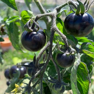 Indigo Rose Tomato Seeds // Heirloom, Non-GMO, solanum lycopersicum