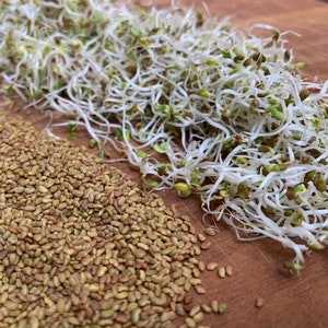 Organic Sprouting Alfalfa Seeds, 14k Seeds, Alfalfa Sprouts // Organic, Heirloom, Non-GMO, medicago sativa