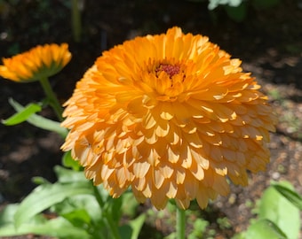 May include: A close-up of a bright orange calendula flower with a red center. The flower is in full bloom and has many petals. The flower is surrounded by green leaves.
