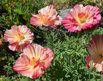 Thai Silk Appleblossom Chiffon Poppy Seeds, Mixed Semi-Double California Poppies, 100 Seeds // Non-GMO, Eschscholzia californica