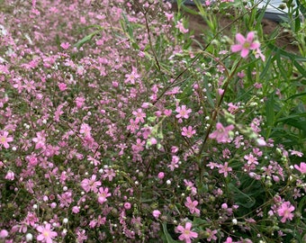 Pink Baby's Breath Seeds, Annual Rose Babys Breath //  Non-GMO, Gypsophila elegans