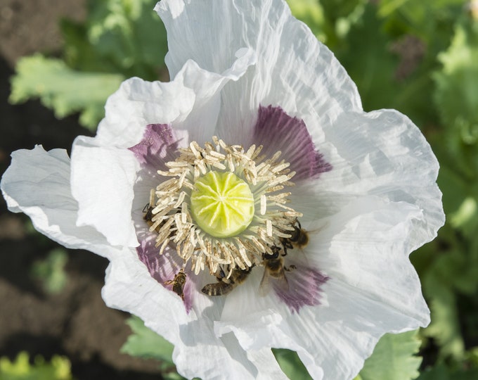 Organic White Elka Poppy Seeds White Breadseed Poppies Etsy