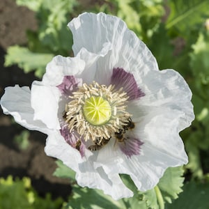 Organic White Elka Poppy Seeds, White Breadseed Poppies, Slovakian Poppy, 500 Seeds // Organic, Open Pollinated, Non-GMO, papaver somniferum