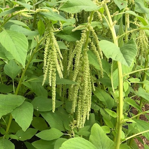 Green Tails Amaranth Seeds, 500 Seeds //Open Pollinated, Non-GMO amaranthus caudatus