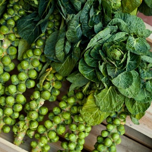 Catskill Brussels Sprouts Seeds, Catskill Li 1 Improved, 200 Seeds // Non GMO, brassica oleracea var gemmifera