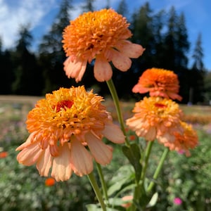 Cresto! Peach Zinnia Flower Seeds, Scabiosa Flowered Zinnias, Peach Zinderella, 50 Seeds // Non-GMO, zinnia elegans