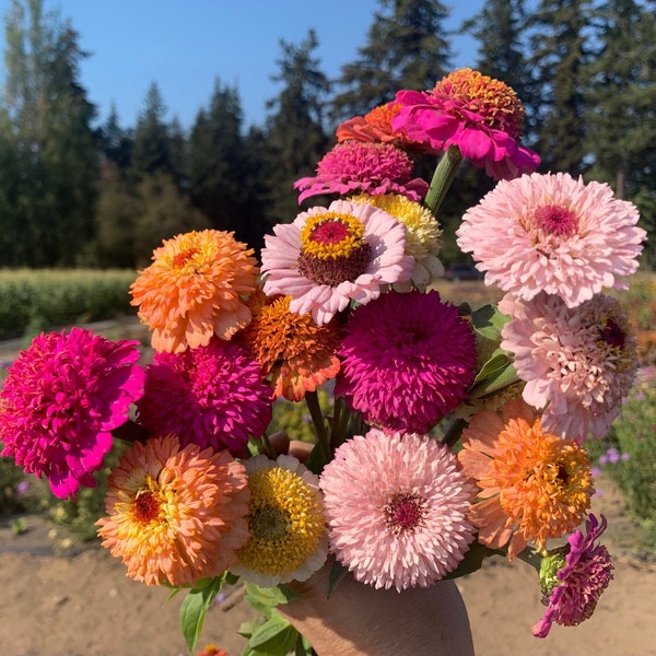 Organic Cupcake Mix Zinnia Seeds, Mixed Colors, Double Scabiosa Flowered Zinnias, 50 Seeds // Organic, Heirloom, Non-GMO, zinnia elegans